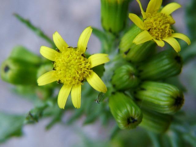Senecio vulgaris var radiatus Radiate Groundsel Asteraceae Images